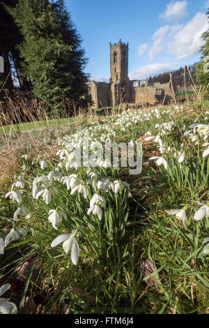 Snowdrop tempo a Mount Grace Priory cavallo di ponte in prossimità di Northallerton, North Yorkshire Foto Stock