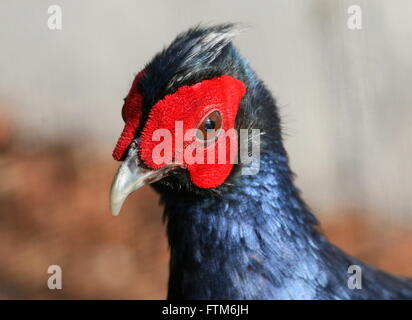 Maschio di Edwards fagiano (Lophura edwardsi), nativo di vietnamiti, rain forest, specie gravemente minacciate nel selvaggio Foto Stock