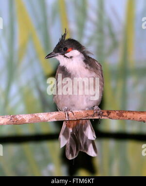 Sud-est asiatico-rosso bulbul whiskered (Pycnonotus jocosus), Captive Bird in voliera a Rotterdam Blijdorp Zoo, Paesi Bassi Foto Stock