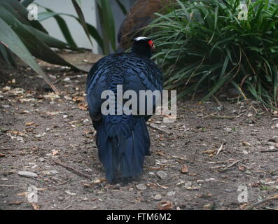 Maschio di Edwards fagiano (Lophura edwardsi), nativo di vietnamiti, rain forest, specie gravemente minacciate nel selvaggio Foto Stock