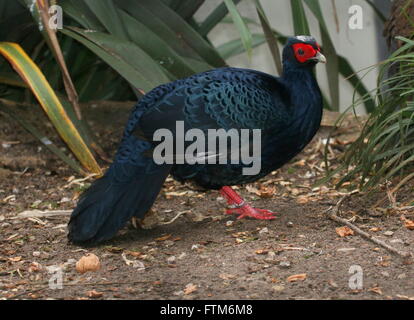 Maschio di Edwards fagiano (Lophura edwardsi), nativo di vietnamiti, rain forest, specie gravemente minacciate nel selvaggio Foto Stock