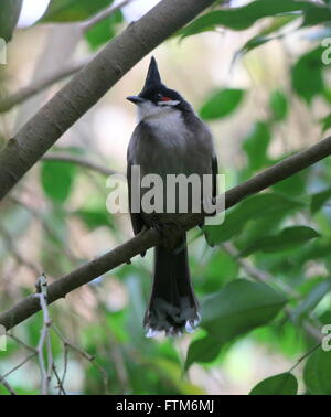 Sud-est asiatico-rosso bulbul whiskered (Pycnonotus jocosus) Foto Stock