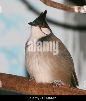 Sud-est asiatico-rosso bulbul whiskered (Pycnonotus jocosus), Captive Bird in voliera a Rotterdam Blijdorp Zoo, Paesi Bassi Foto Stock