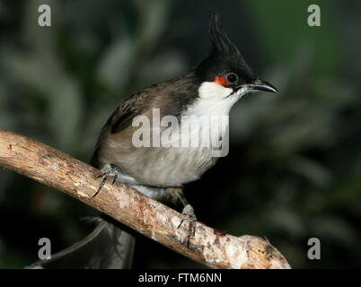 Sud-est asiatico-rosso bulbul whiskered (Pycnonotus jocosus) Foto Stock