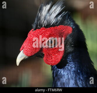 Maschio di Edwards fagiano (Lophura edwardsi), nativo di vietnamiti, rain forest, specie gravemente minacciate nel selvaggio Foto Stock