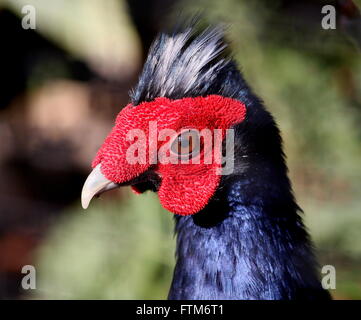 Maschio di Edwards fagiano (Lophura edwardsi), nativo di vietnamiti, rain forest, specie gravemente minacciate nel selvaggio Foto Stock