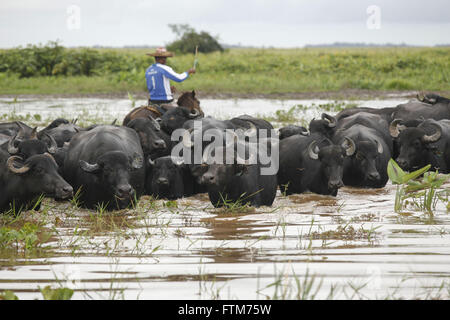Vaqueiro toca criacao de bufali na Ilha do Marajo Foto Stock