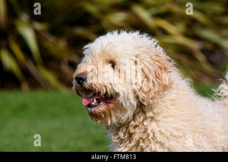 Il beige (albicocca) colorato molto pelosi labradoodle ansimando Foto Stock