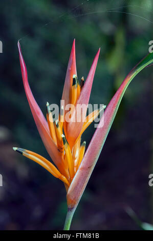 Heliconia parrot Foto Stock