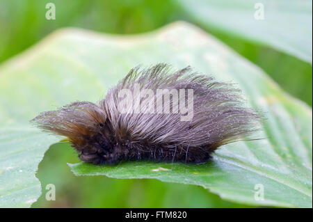 Moth caterpillar sul battente con sensazione puntoria Foto Stock