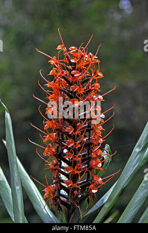 Red Ginger della famiglia Zingiberaceae - impianto di Himalayan nativo Foto Stock