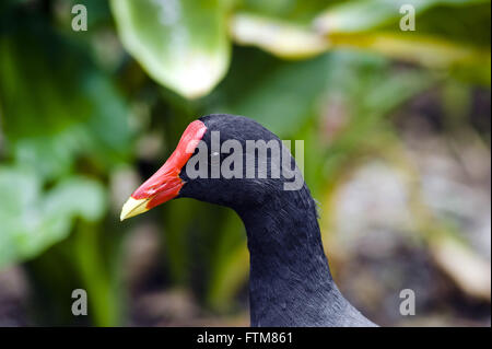 Gallinella d'acqua comune Foto Stock