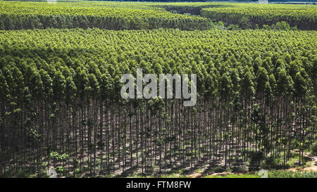 Foresta di eucalipti della pasta di legno e della carta alle aziende Foto Stock