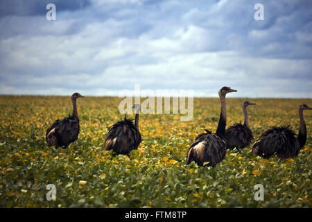 Gregge di emu cerca di insetti in piantagione di soia nella Savannah - Rhea americana Foto Stock