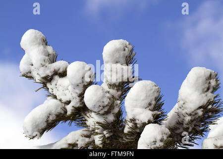 L'inverno nella provincia del Col des muschi - Cantone di Vaud Foto Stock