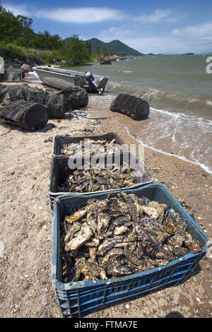 Cultivo de ostras e mariscos - distrito Ribeirao da Ilha Foto Stock