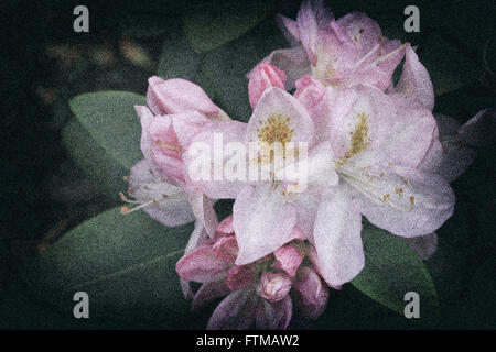 Immagine Vintage per la fioritura dei rododendri in un giardino di primavera. Foto Stock