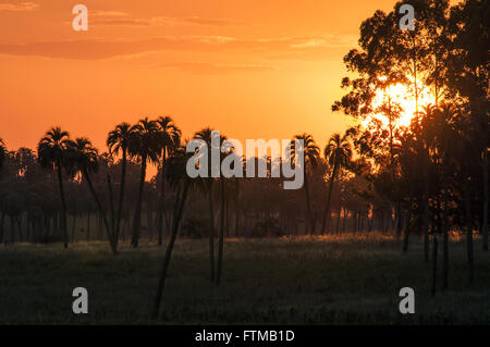 Palms Butia yatay al crepuscolo in rural inn Foto Stock