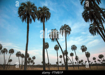 Palms Butia yatay in rural inn al crepuscolo Foto Stock