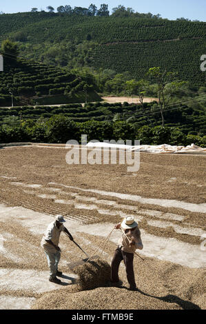 Lavoratori diffondere i chicchi di caffè nel patio per essiccamento al sole Foto Stock