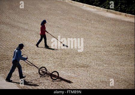 Lavoratori diffondere i chicchi di caffè nel patio per essiccamento al sole Foto Stock