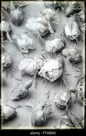 Immagine del nostalgico vintage roses texture di sfondo. Foto Stock