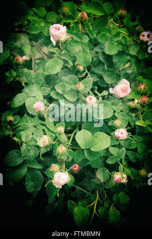 Immagine di vintage white rose bush in un romantico giardino estivo. Foto Stock