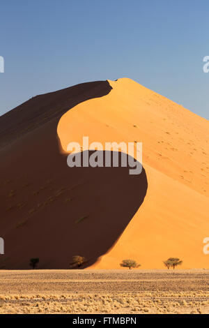 Massive sand-dune con S-rilievo sagomato e camelthorn alberi di acacia per mostrare scala in Namibia Foto Stock