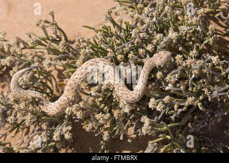 Peringuey laterale dell avvolgimento di sommatore prorogato su piante grasse nel deserto Dorob Riserva, Namibia Foto Stock