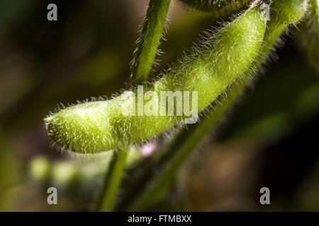 Pod di soia dettaglio in campagna Foto Stock