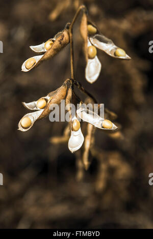 Baccelli di soia dettaglio pronto per la raccolta in campagna Foto Stock