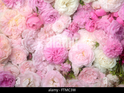 Immagine di sfondo di colore rosa rose vintage. Foto Stock