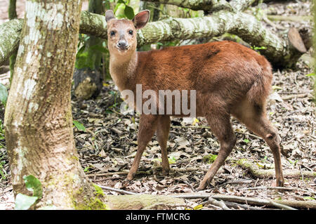 Deer Bororo chiamato anche cervi cambuta Foto Stock