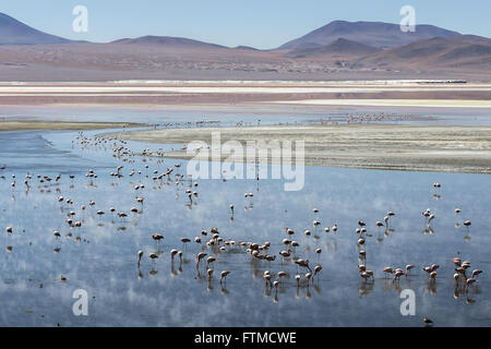 Fenicotteri nella Laguna Colorada Foto Stock