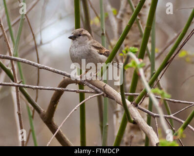 Carino sparrow in appoggio su un ramo con sfondo sfocato Foto Stock