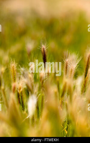 Soleggiato verde e marrone dorato semina di erba. Foto Stock