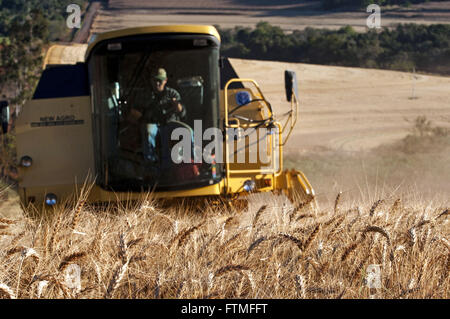 Colheita mecanizada de trigo na Regiao Norte do Paraná Foto Stock