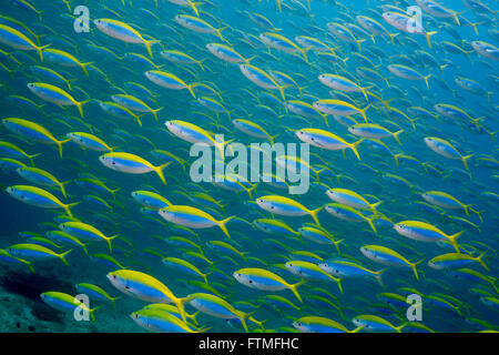 Centinaia di Yellowback fusiliers. Foto Stock