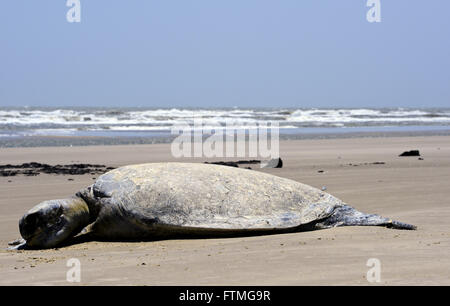 Tartaruga morta sulla spiaggia tra piccole e grandi Maranhao Lencois Foto Stock