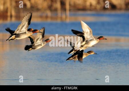 Verde-winged teal vieni a terra su acqua in primavera a Seedskadee National Wildlife Refuge Marzo 26, 2016 in Sweetwater County, Wyoming. Foto Stock