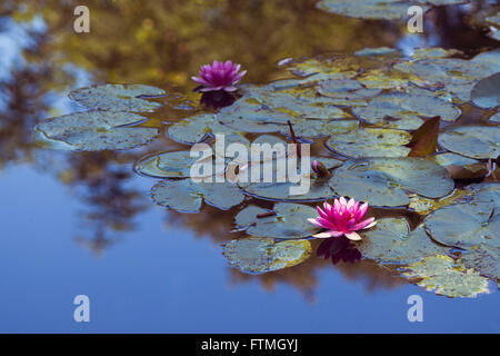 Giardino delle Ninfee di Claude Monet nel villaggio di Giverny - Alta Normandia Foto Stock