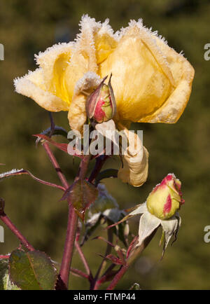 Congelati Rosebud con gelo Foto Stock