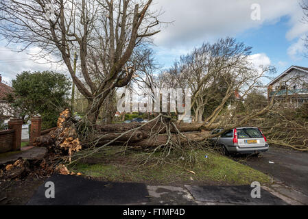 Una Volvo Station wagon è stato schiacciato da un albero in caduta in Surrenden Crescent, Brighton. Foto Stock