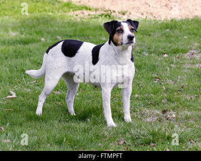 Danese-svedese cane di fattoria Foto Stock