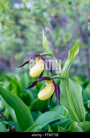 Lady's-slipper orchid Foto Stock