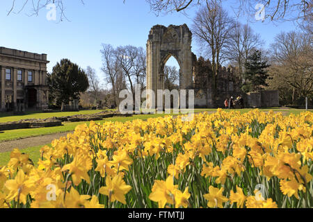 St Mary's Abbey e narcisi nella primavera del Museo Giardini York North Yorkshire England Regno Unito Foto Stock