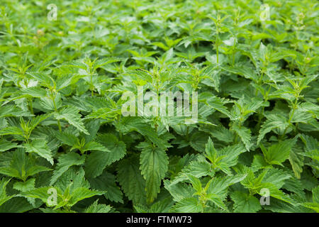 Ortica pianta nel campo Foto Stock