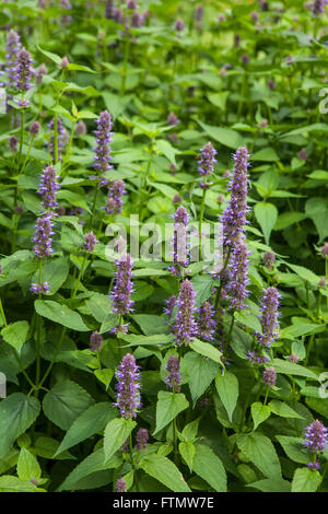 Immagine di anice gigante di issopo (Agastache foeniculum) in un giardino estivo. Foto Stock