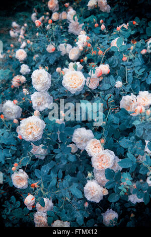 Immagine di vintage white rose bush in un romantico giardino estivo Foto Stock