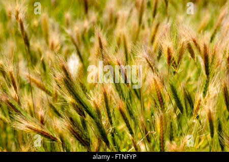 Soleggiato verde e marrone erba. Foto Stock